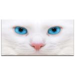 Tableau chat blanc