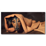 Tableau Petit chien sous des couvertures Tableau Animaux Tableau Chien