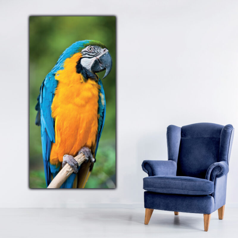 Tableau Ara bleu de face Tableau Animaux Tableau Oiseau