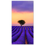 Tableau Cactus violet à côté d’une fleur Tableau Fleur Tableau Nature