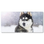 Tableau Loup hétérochromatique Tableau Loup Tableau Animaux