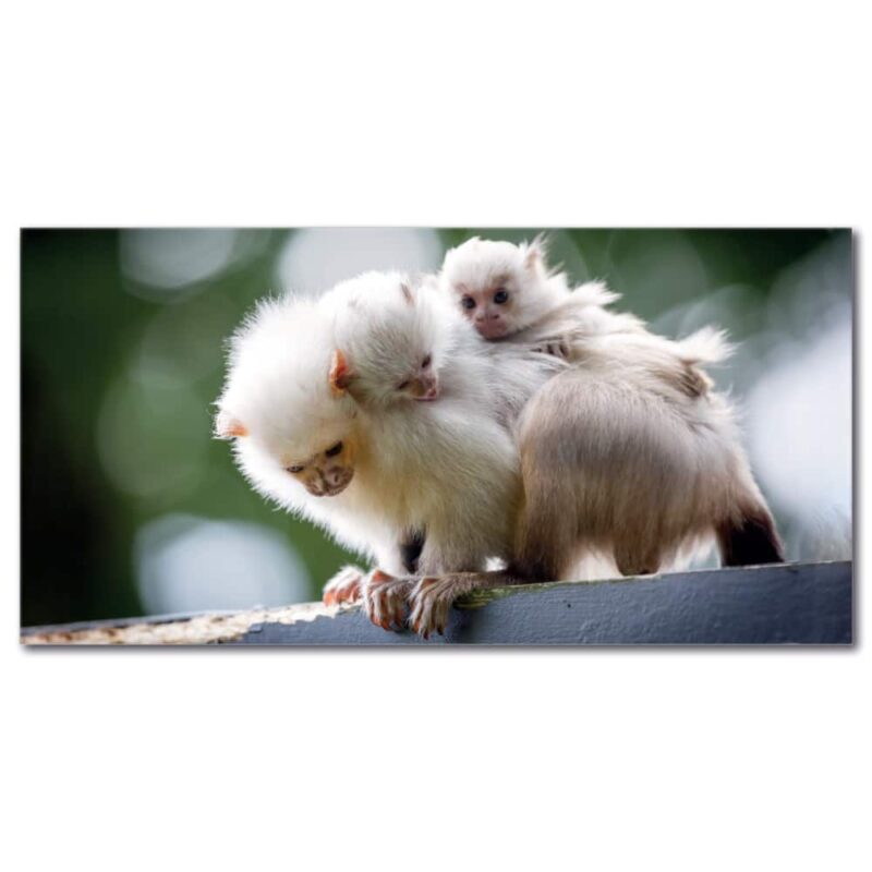 Tableau Maman singe et ses deux bébés Tableau Animaux Tableau Singe taille: XXS