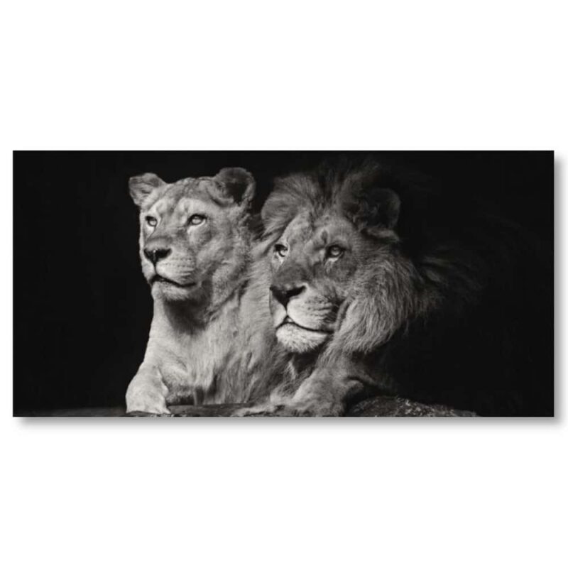 Tableau lion et lionne noir et blanc