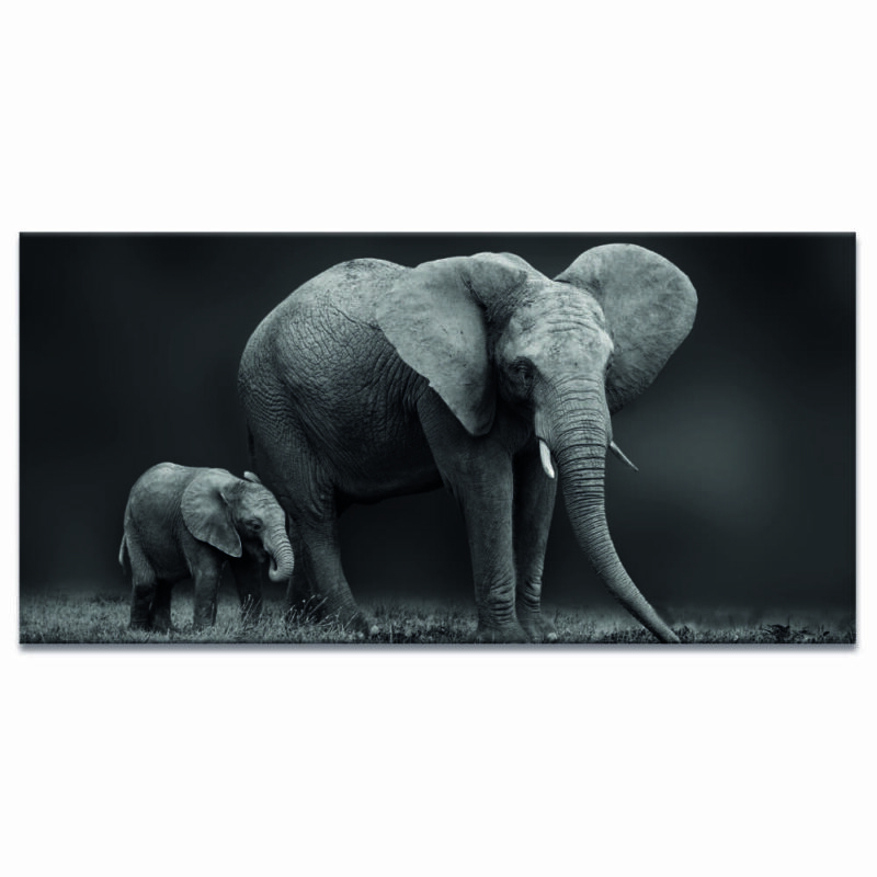 Tableau éléphant et son fils en noir et blanc