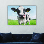 Tableau tête de vache. Bonne qualité, original, accrochée sur un mur au dessus d'un canapé dans un salon